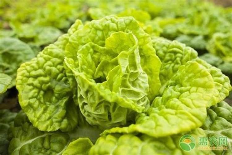 黄心菜种植时间和技术