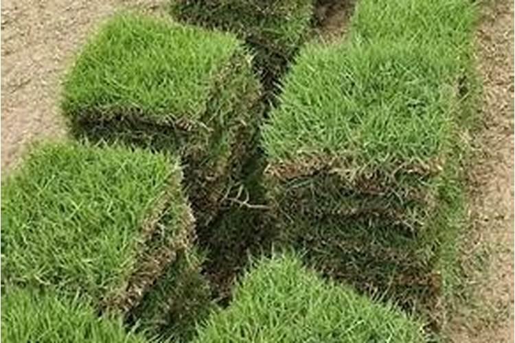 发财树怎么施肥