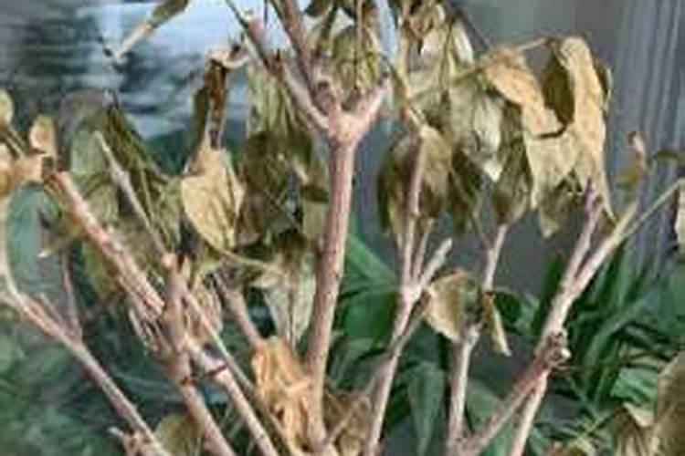 腊梅什么季节种植最好？
