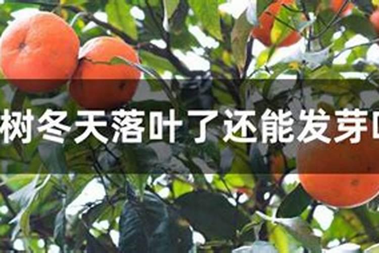 叶面肥哪个厂家最好