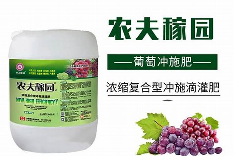 冬枣坐果怎样脱盘快