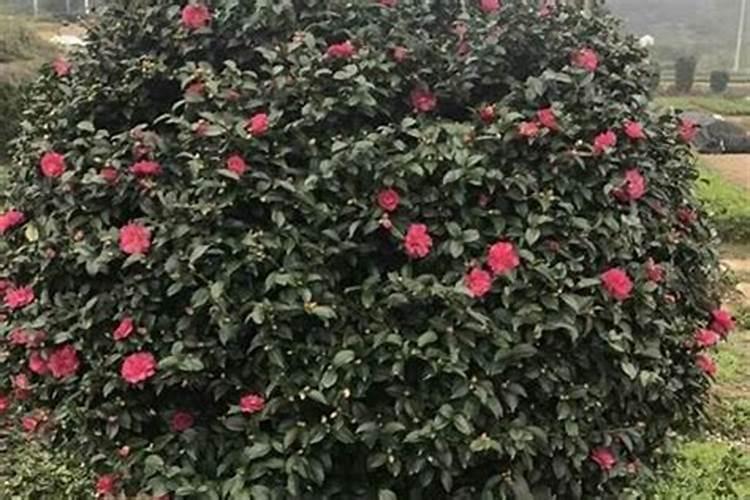 苹果树补钙几月份最好