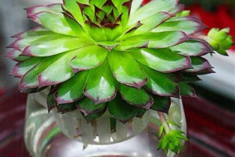 锌肥棉花七月底能滴灌吗？