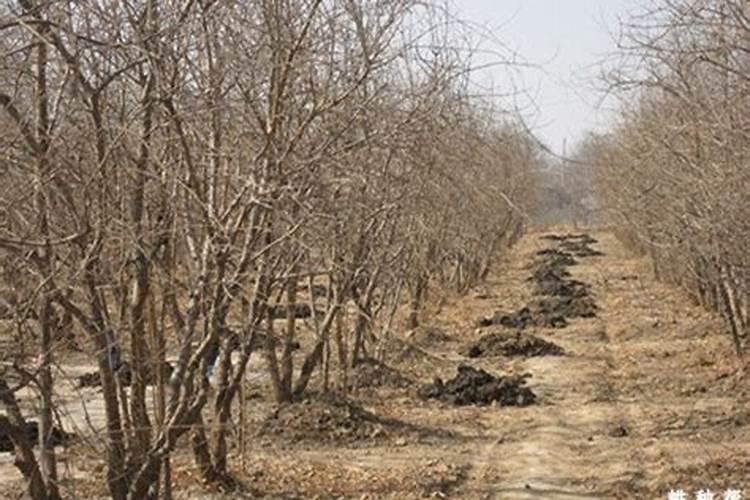 油菜只开花不结果是什么原因,该如何防治