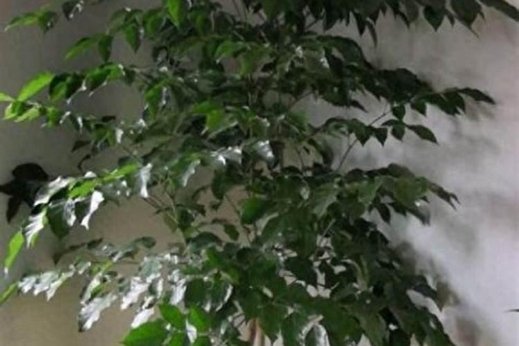 怎么除去冰箱里臭肉的味道？