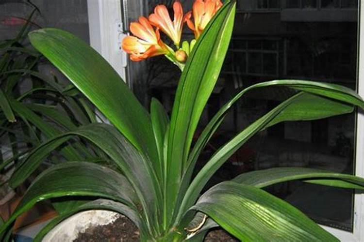 硫酸钾平衡肥加磷酸二氢钾多少混用成为高钾肥能用于碗口大西瓜追肥用...