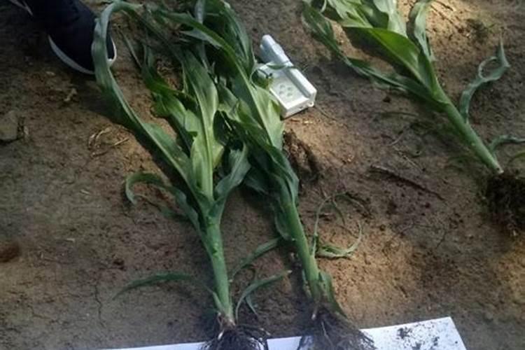 种草莓用什么肥料好 种草莓应该用什么肥料