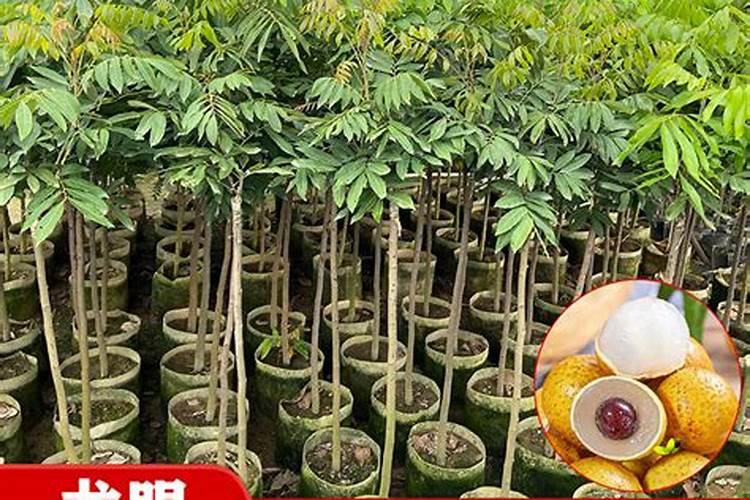 果树苗施什么肥比较好