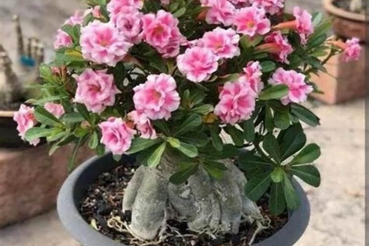 火鹤花怎么施肥