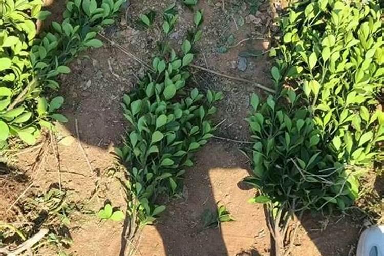 豌豆的高产种植技巧