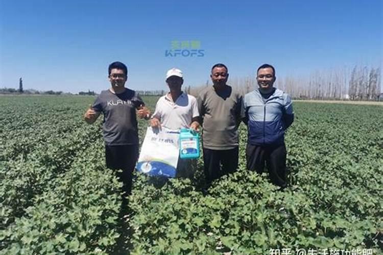 棉花种植怎样产量高些