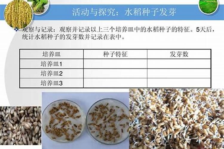 玉米滴灌栽培,做好哪些工作可以实现玉米高产和优质？