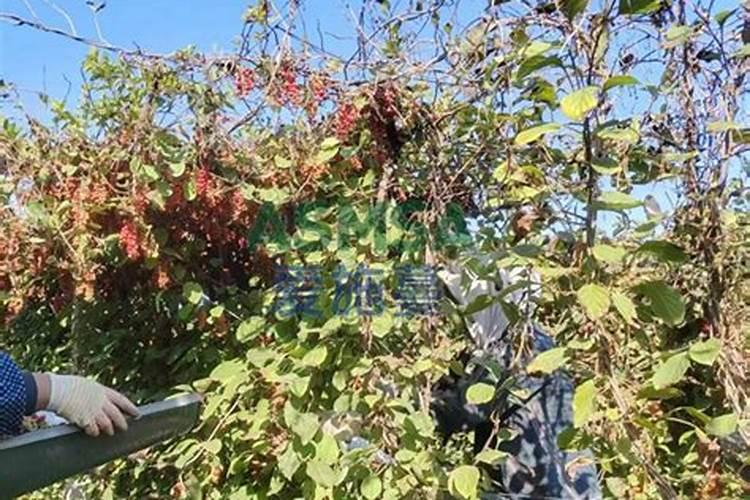 小麦每亩用几斤钾肥