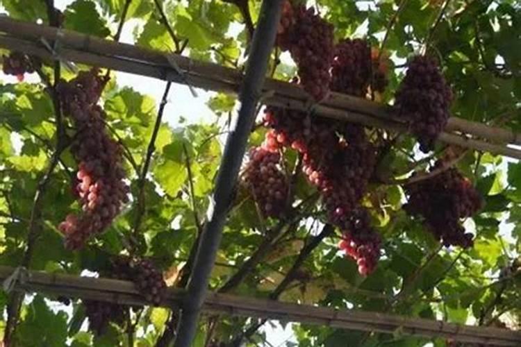 活岩山水溶肥是真的吗？