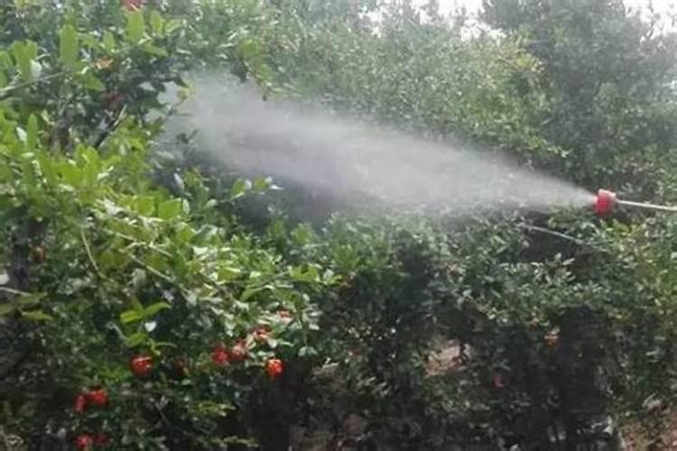 水稻孕穗期可以用多菌灵加三唑酮吗
