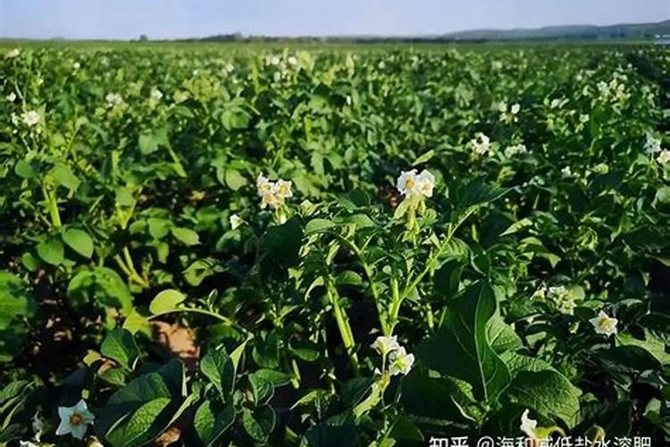 吐鲁番适合种植蟠桃树吗？