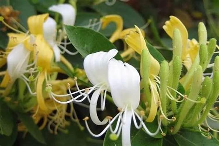 金银花种植多施磷肥,有什么好处？
