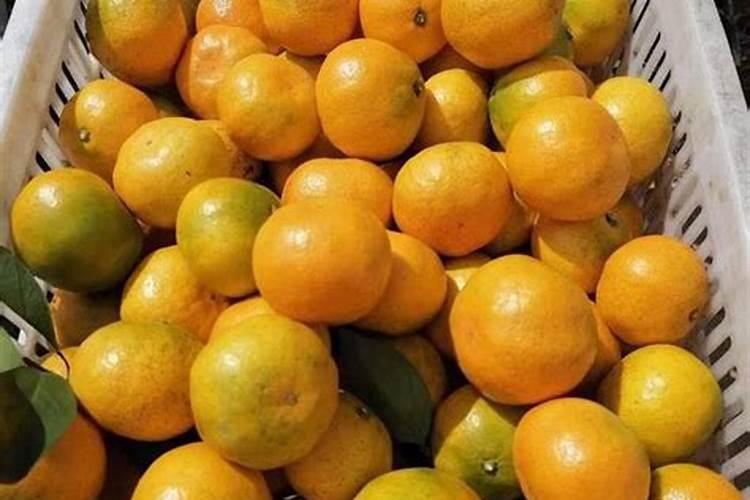 柑橘苗叶面肥施药方法