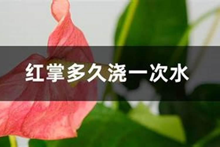怎样给红掌下肥施什么肥能开花？