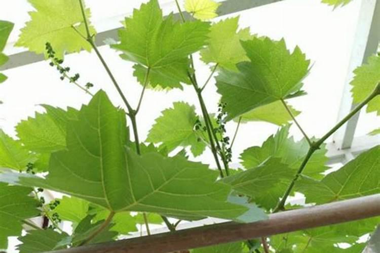 肥料zn是什么意思