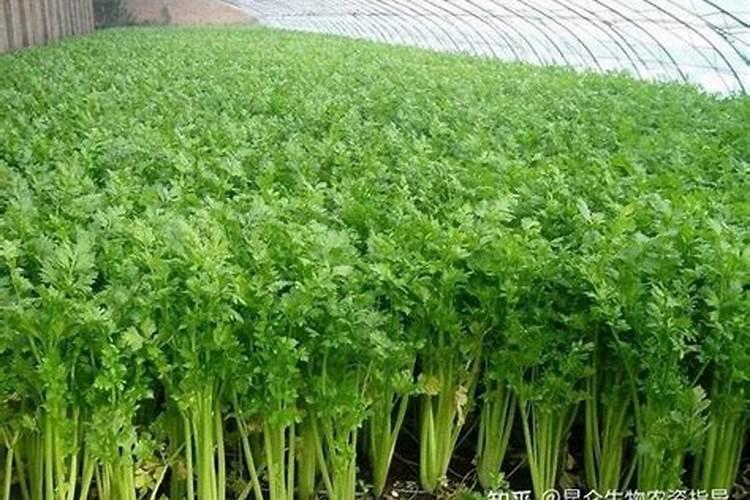 红尖叶莴笋的种植方法 如何种红尖叶莴笋