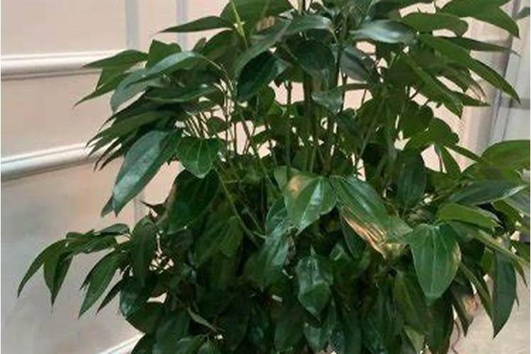 茄子怎么施肥才能生长更好