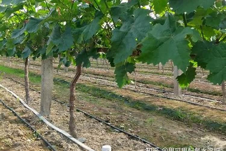 葡萄开花前怎么施肥