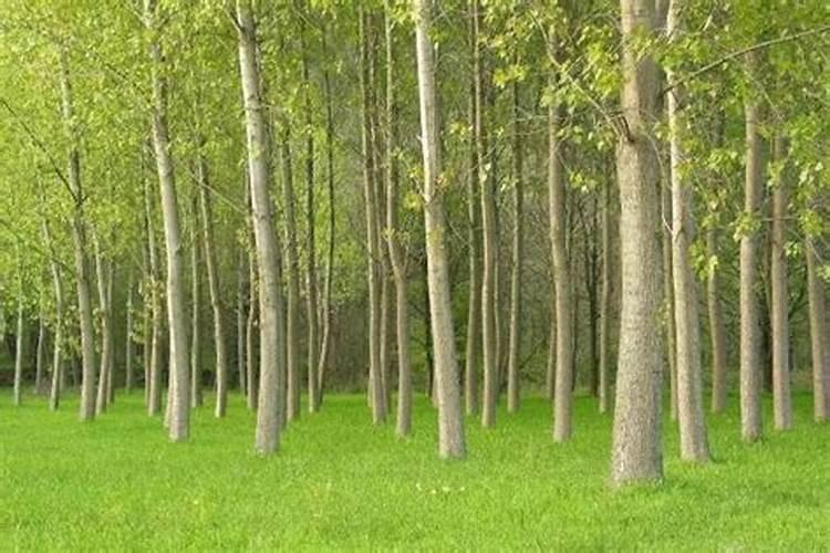 氮肥、磷肥、钾肥各是适用哪些状况的植物？