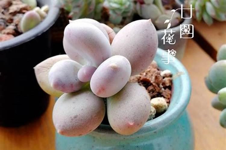 换盆后的兰花为什么有些叶片黄了