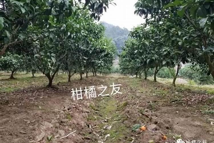 冬季柑橘该如何管理？专家教你覆盖这五大方面的核心要点