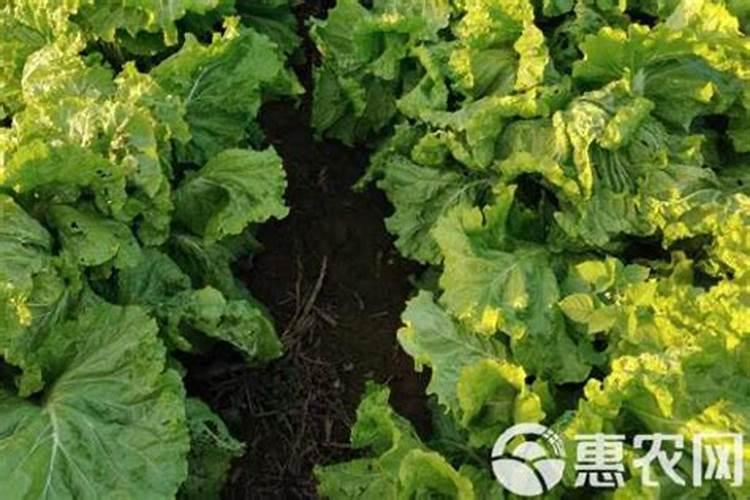 种大白菜用什么样的肥料好？为什么？