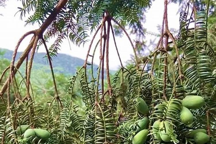奇农素对香榧树黄叶,脱叶烂根有防治效果吗？