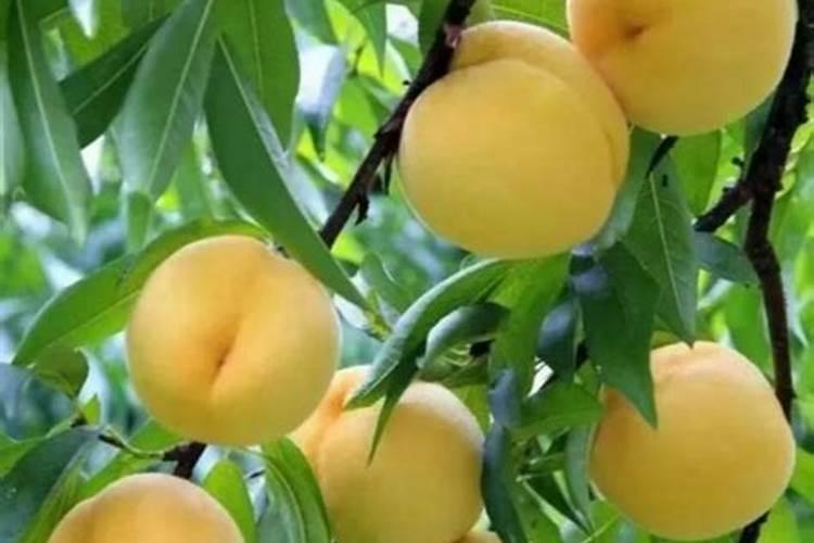 锦花黄桃栽培技术要点