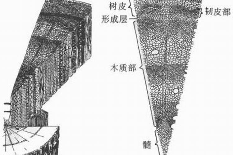 施什么肥能使植物的根、茎粗壮,叶片增厚,变得很有硬度