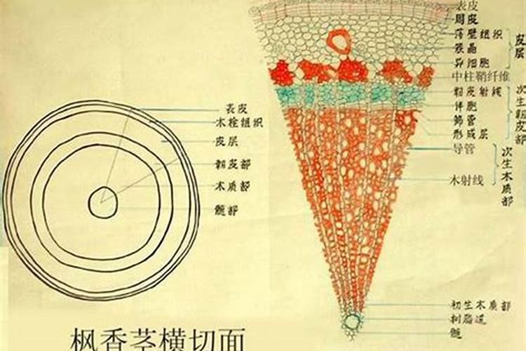 莴笋膨大长粗用什么肥或药