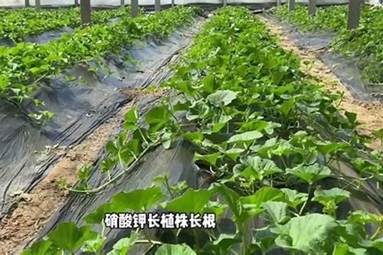 养君子兰怎么栽培施肥