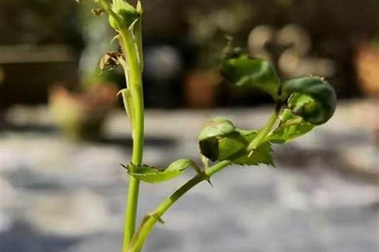 挖出像水泥一样灰色的土,干时很硬,湿时很粘,这种土可用作什么呢