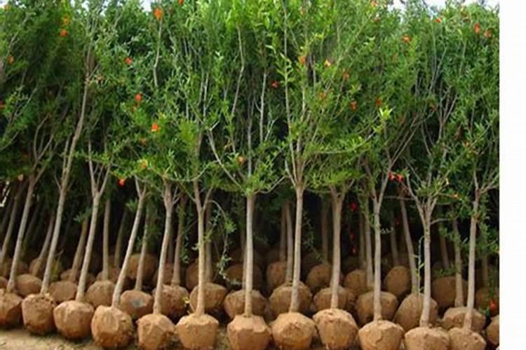 石榴种植时间方法 石榴树苗的种植时间和方法