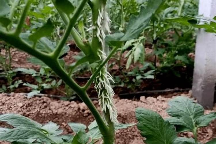 夏季高温时节大棚菜为什么要养根 养根措施有哪些