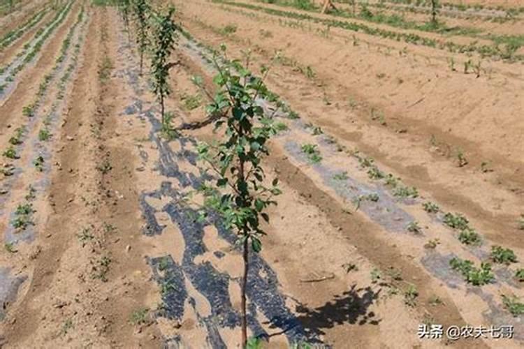 胶泥土地适合种什么品种咖啡