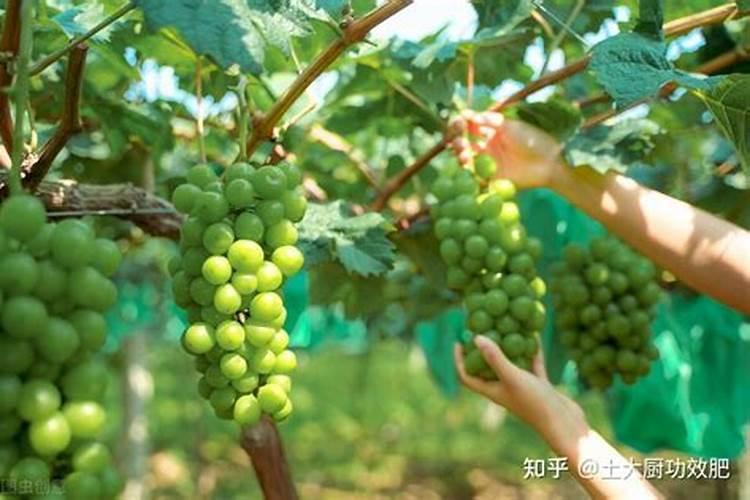 芦笋苗怎样施肥最好