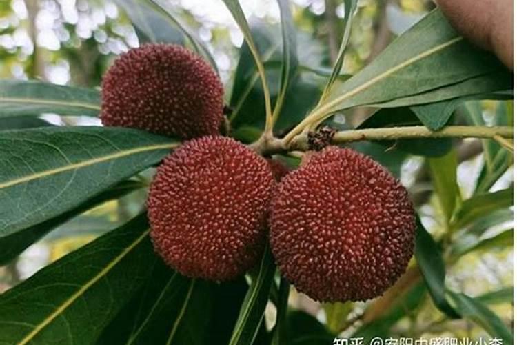 常见的氮肥 常见的氮肥有哪些