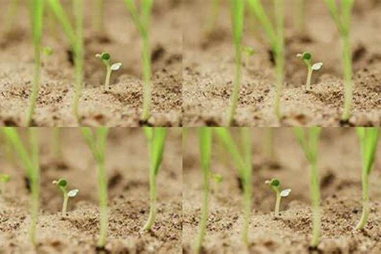 种植油菜为什么要施硼肥 油菜啥时候施硼肥好