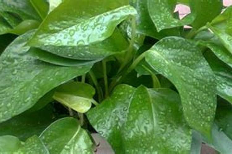 碧秀颜产品去黑眼圈怎么样？