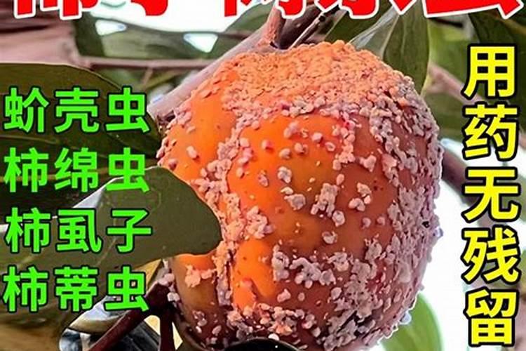 黄瓜初花结果期用什么肥既保花保果且不旺长