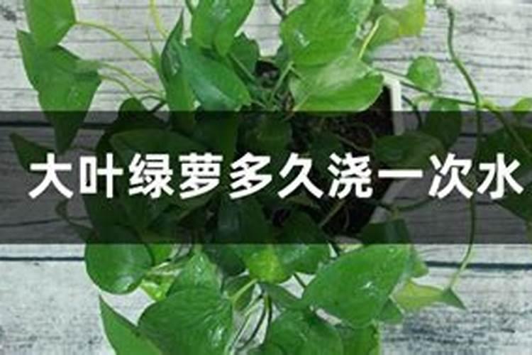 绿萝多久施肥一次 绿萝的施肥方法