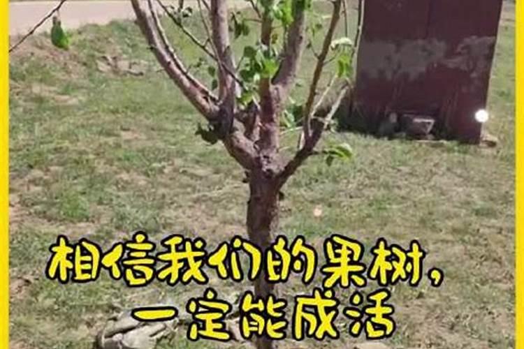大蒜用啥肥料追肥最好