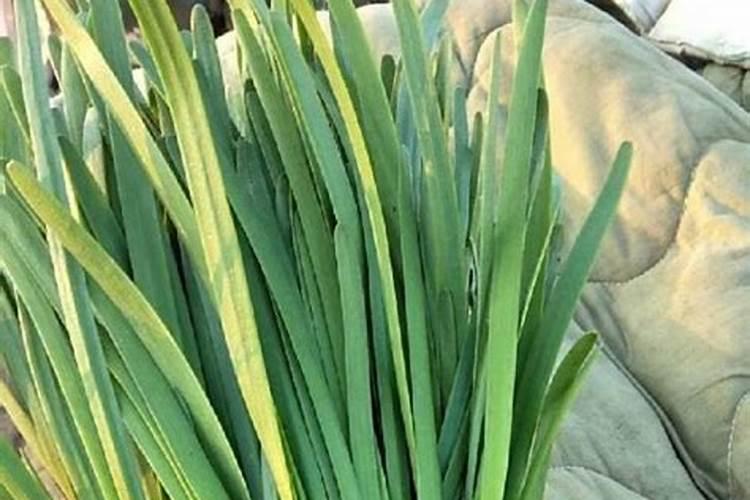 花盆里种植韭菜用尿素还是复合肥