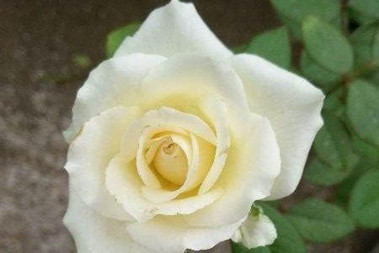 复合肥兑水浇月季什么时间浇最好？