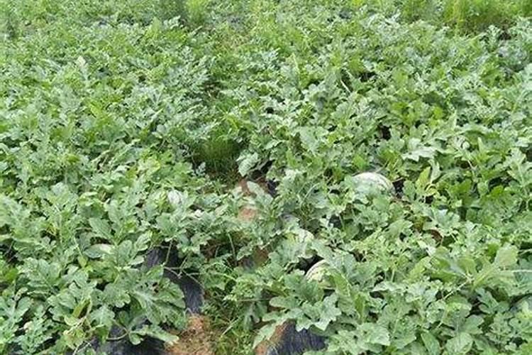 小麦出穗了还能追肥吗